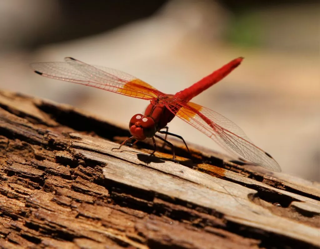 rio chillar hike red dragonfly