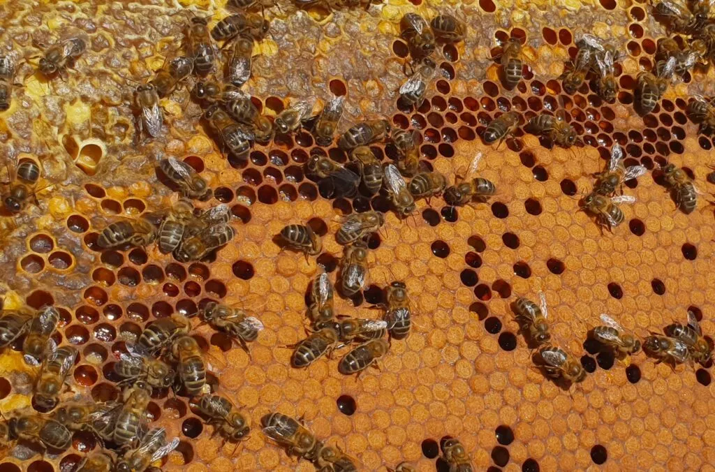 visit malaga honey museum in colmenar