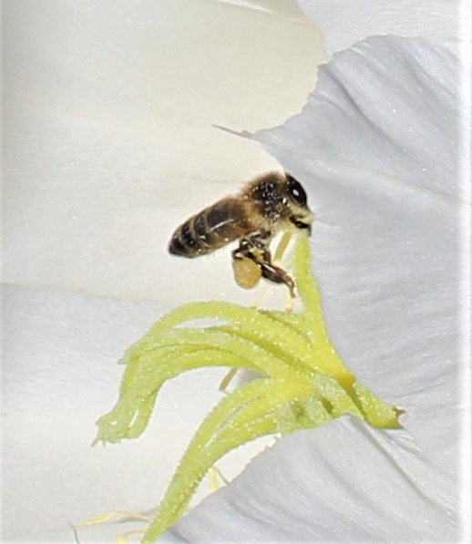 Le musée du miel de Malaga abeille sur une fleur de pitaya . Malaga honey Museum