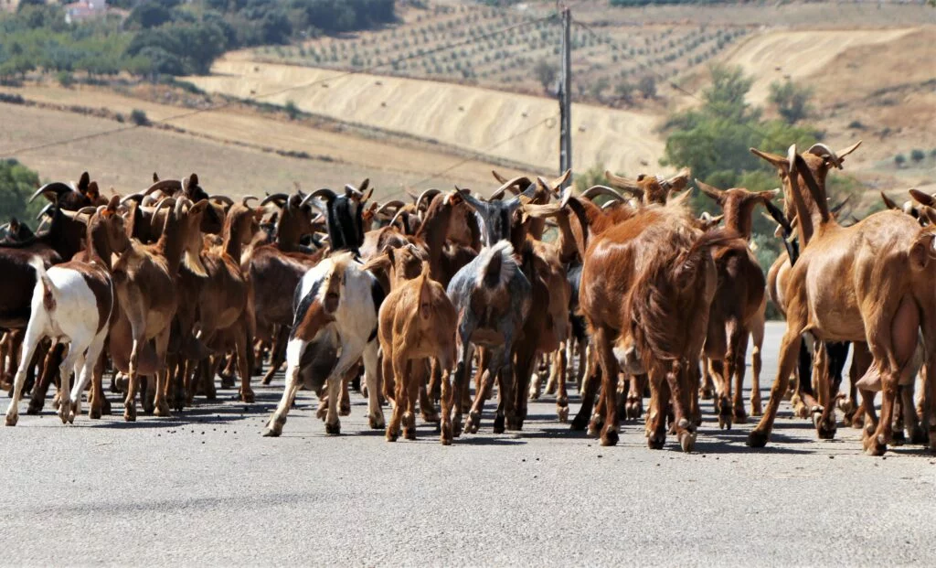 Alfarnatejo rebaño de cabras 2