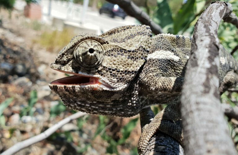 Chameleon in Andalusia camaleón en Torrox, Andalucia .