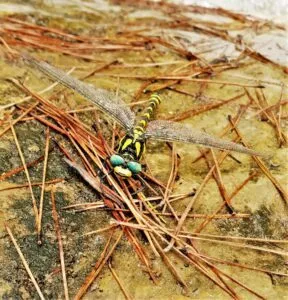 libellule exemple de faune ià Malaga