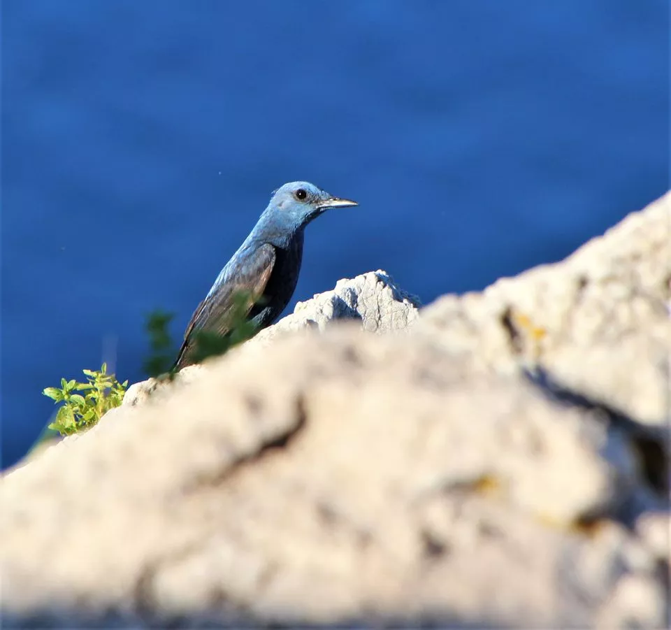 une Grive bleue des rochers, faune de Malaga