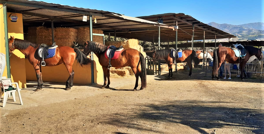 andalusian riding school in Velez Malaga