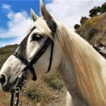 Malaga paseo a caballo en Andalucia 2
