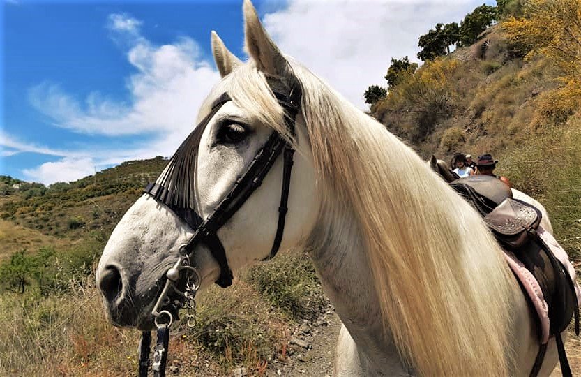 Malaga paseo a caballo en Andalucia 2