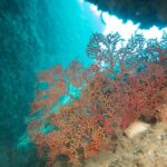 corals while a dive in Nerja