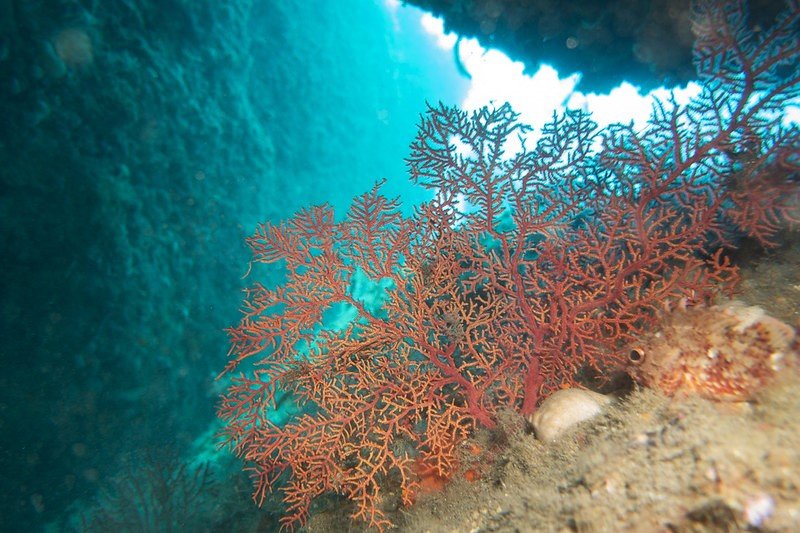 corals while a dive