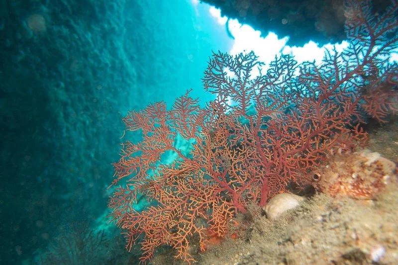 corals while a dive in Nerja