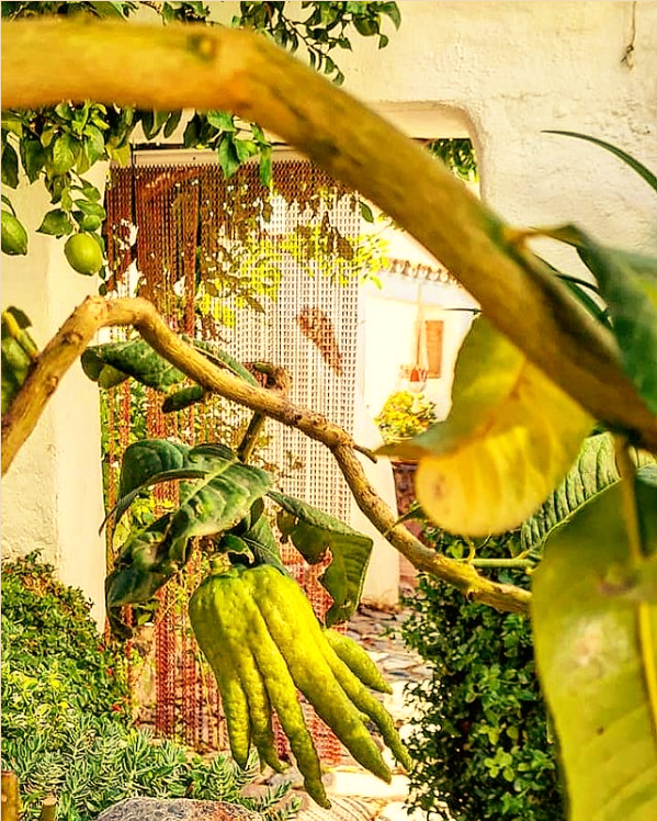 Salares, mano de Budda