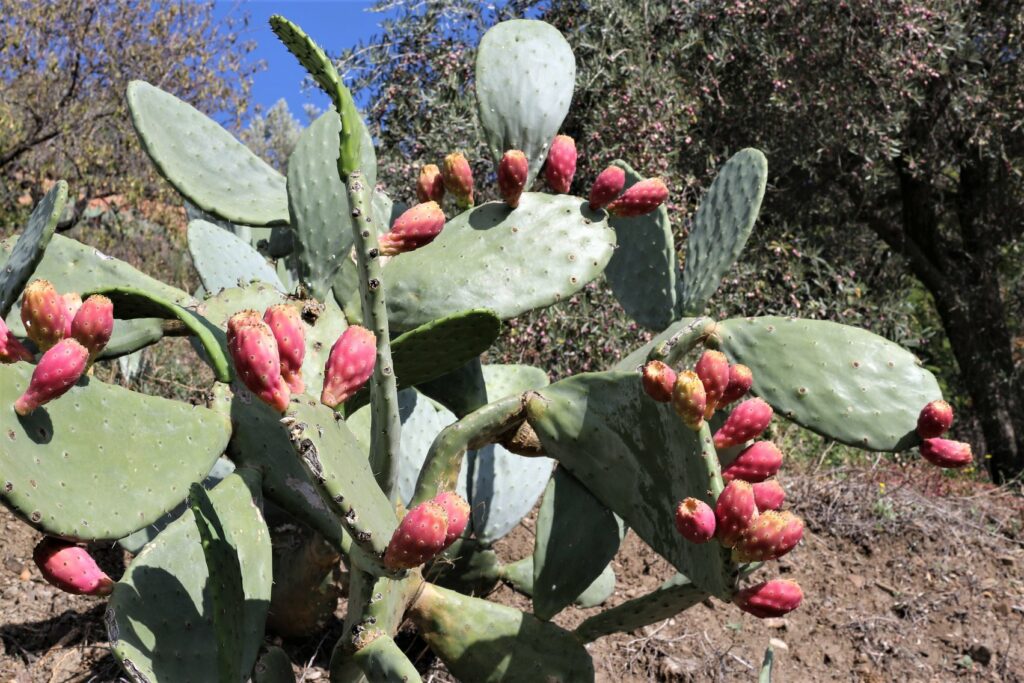 tropical fruits in Andalucia   frutas tropicales en Andalucia : chumbos