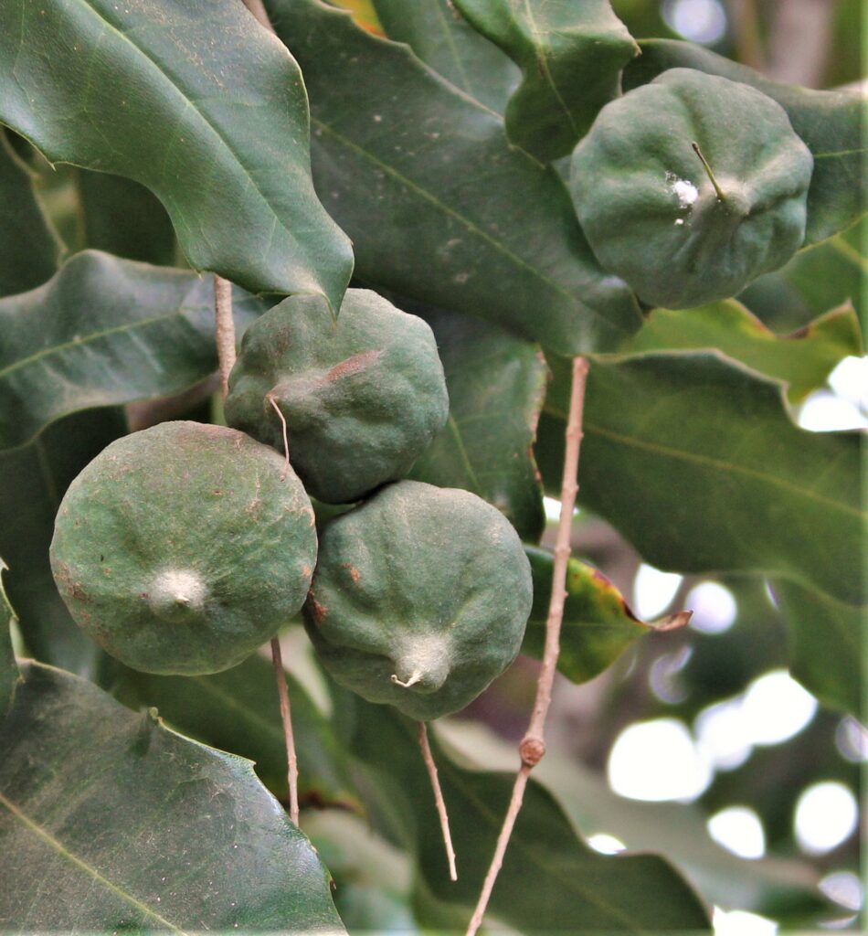 Fruta tropical nueces de macadamia