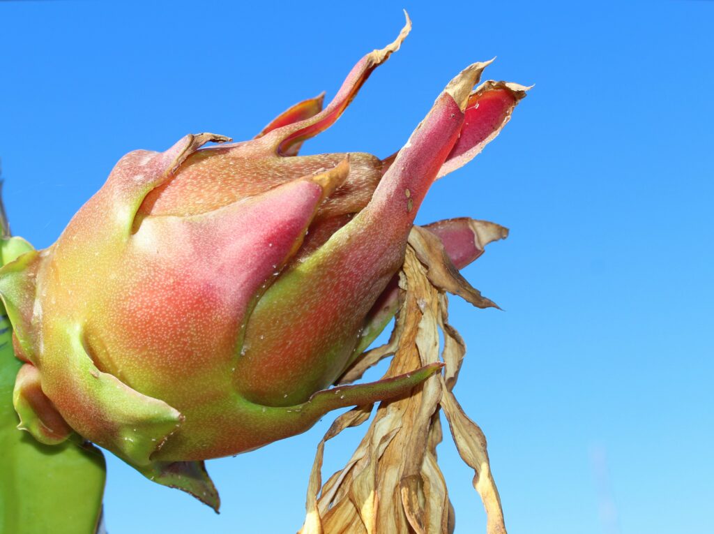 Andalousie fruits tropicaux : pitaya (fruit du dragon) - frutas tropicales en Andalucia