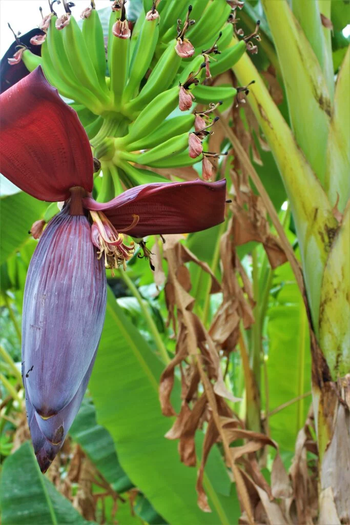 La Viñuela, platanos en el pueblo