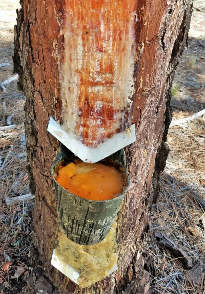 extraccion de la resina en sierra de almijara