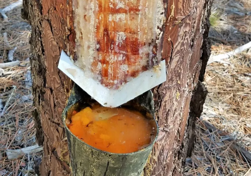 extraccion de la resina en sierra de almijara