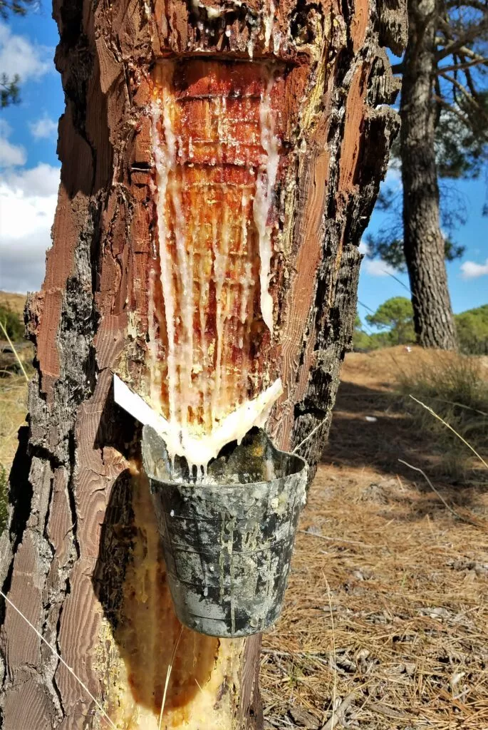 extraccion de la resina en sierra de almijara