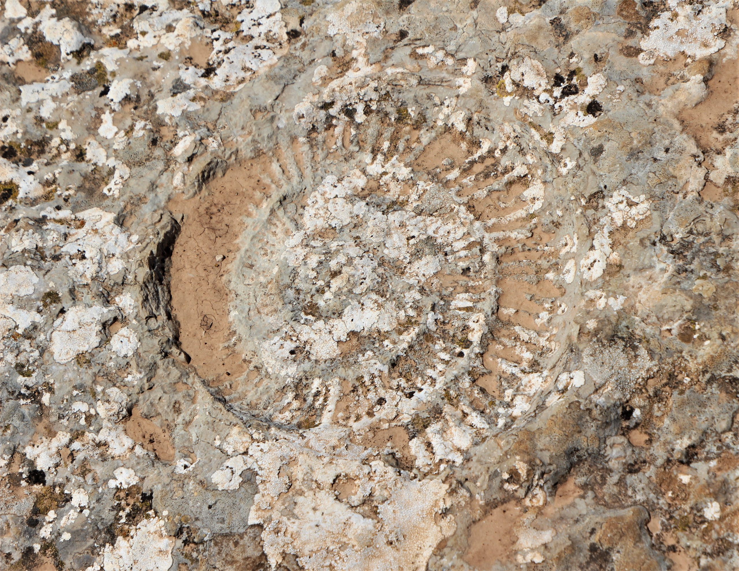 el-torcal-fosil-de-amonita