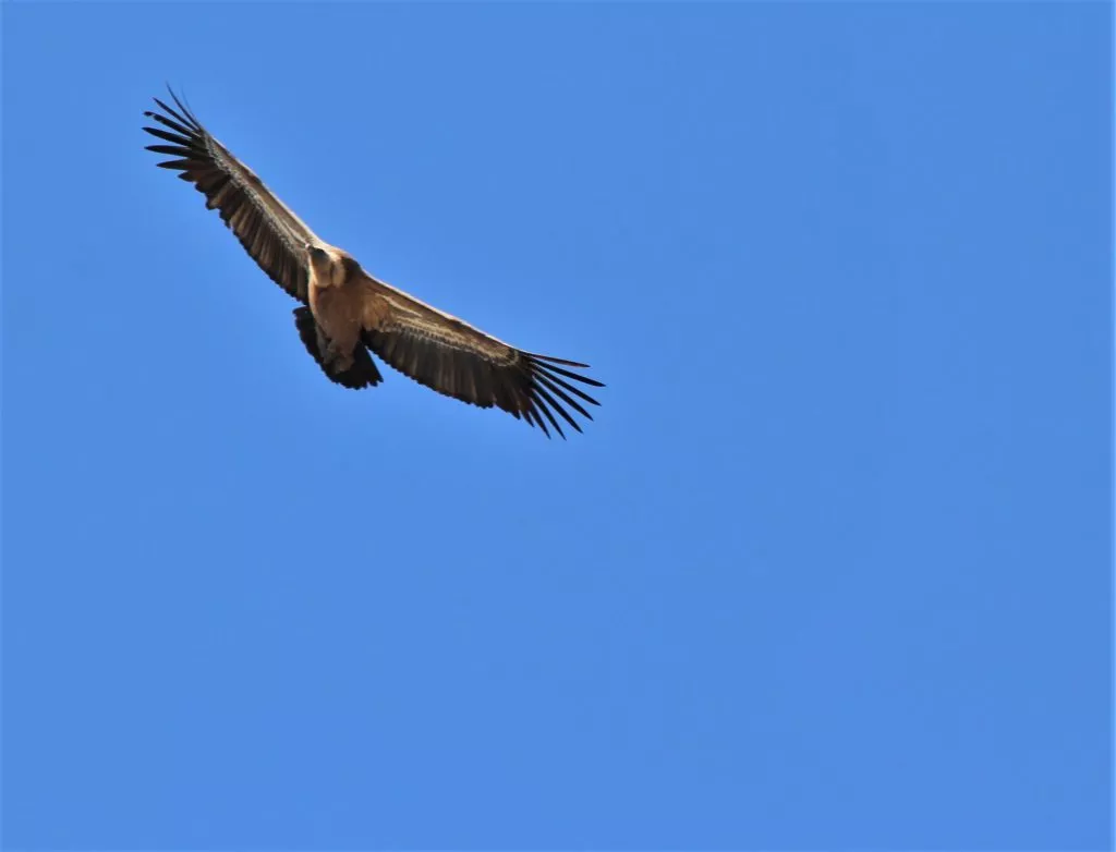 el-torcal-vautour-fauve