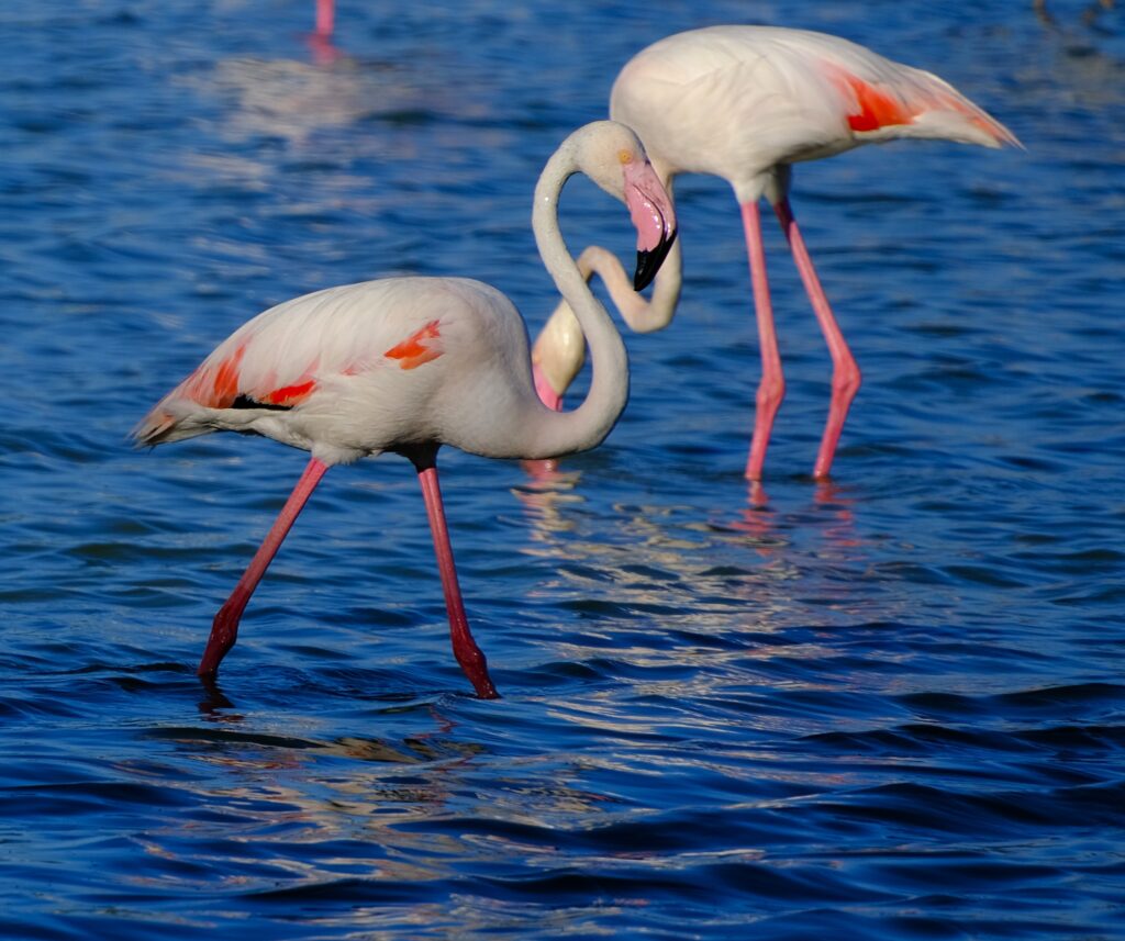 flamencos laguna fuente de piedra