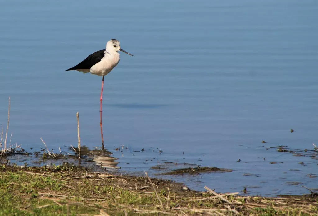 fuente-de-piedra-ciguenuela-echasse-stilt