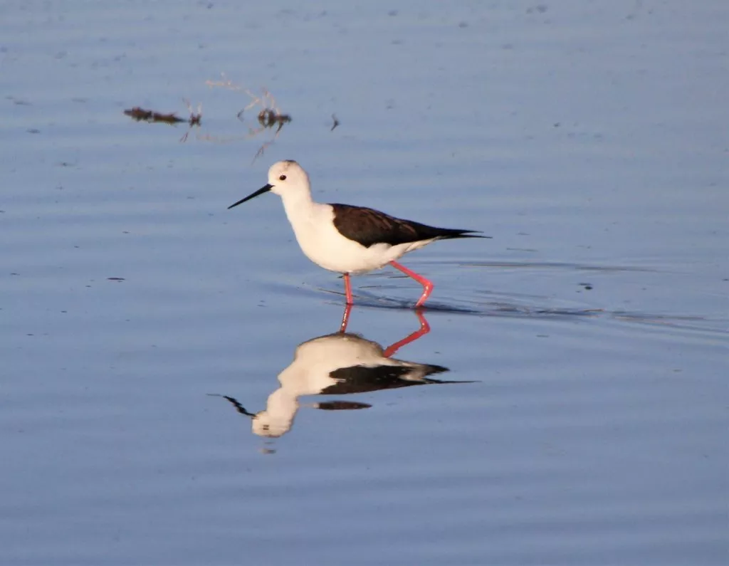 fuente-de-piedra-ciguenuela-echasse-stilt