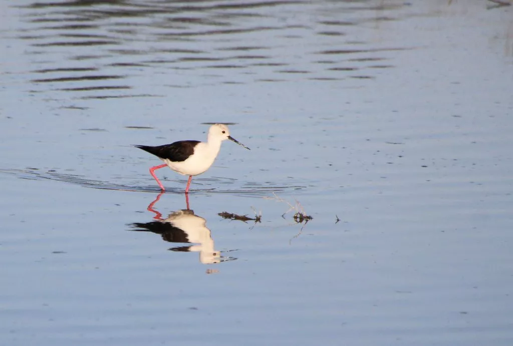 fuente-de-piedra-ciguenuela-echasse-stilt