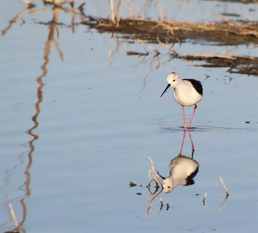 fuente-de-piedra-ciguenuela-echasse-stilt