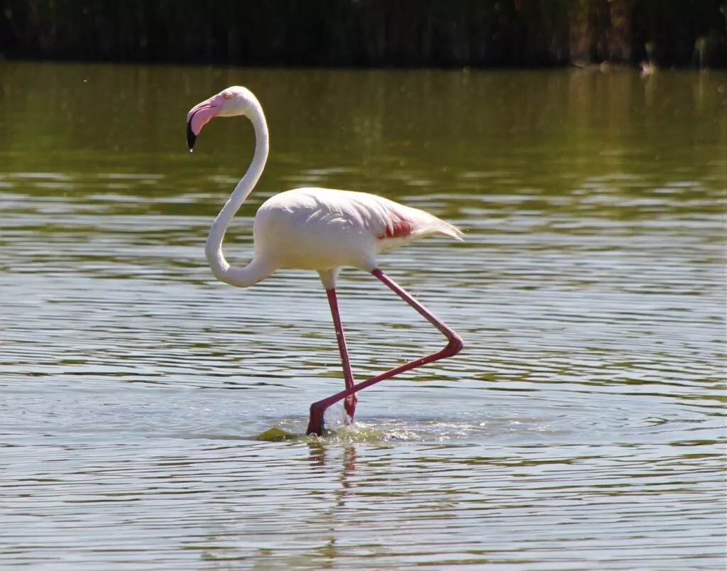 fuente de piedra flamenco flamingo flamant