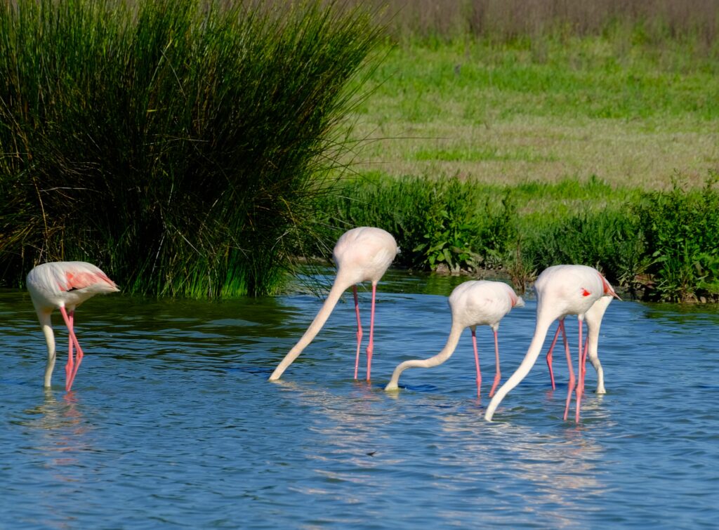 fuente de piedra flamants roses