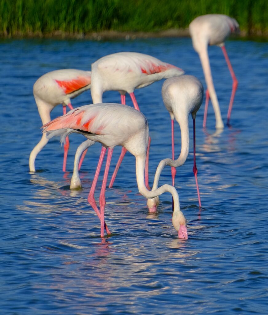 fuente de piedra laguna con flamencos