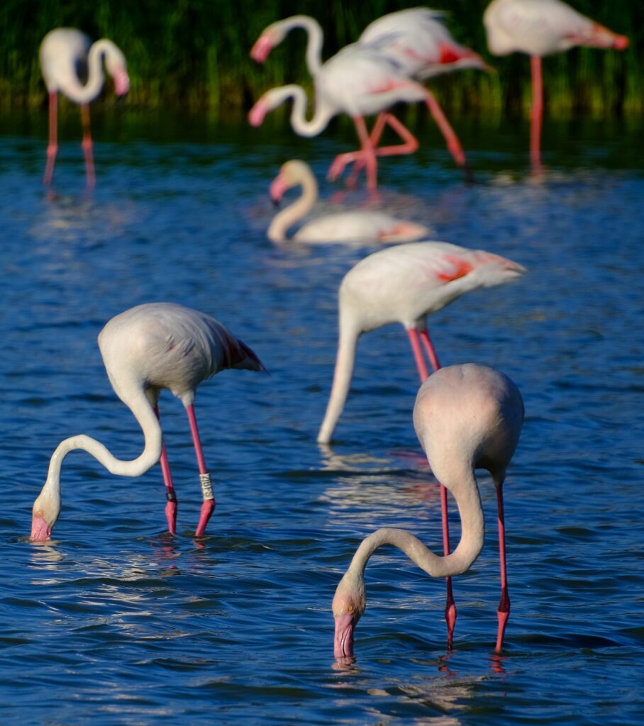 lagoon fuente de piedra pink flamingos
