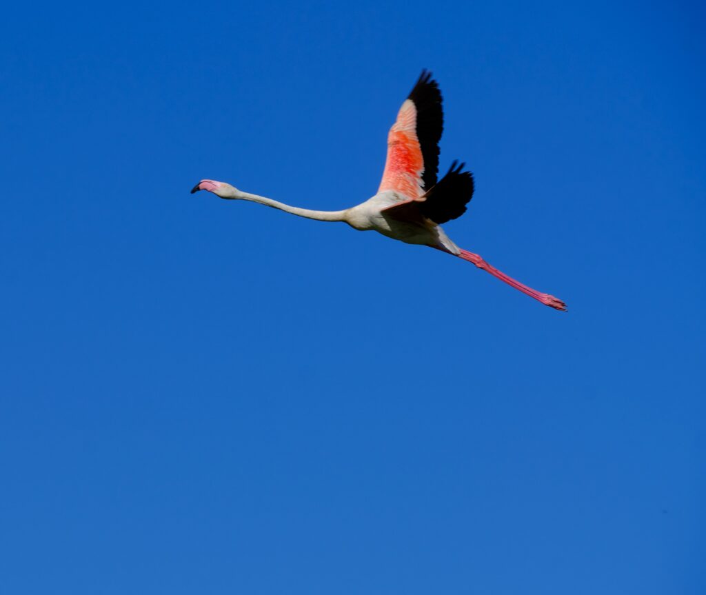 laguna fuente de piedra flamenco en vuelo