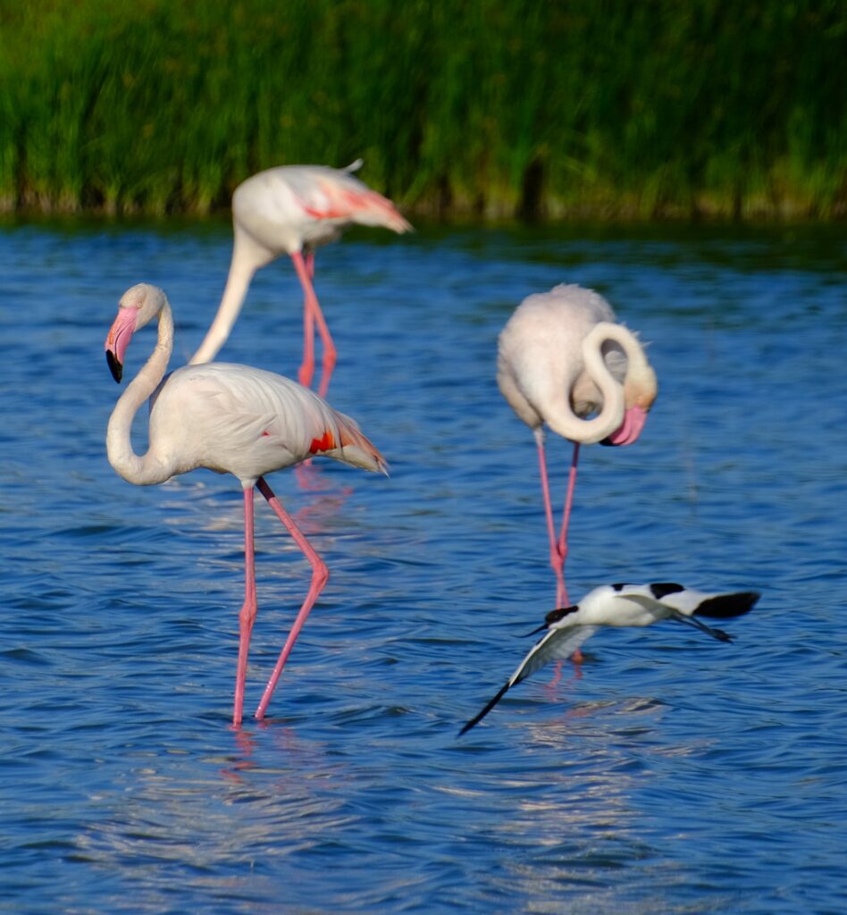 laguna fuente de piedra flamencos y aves