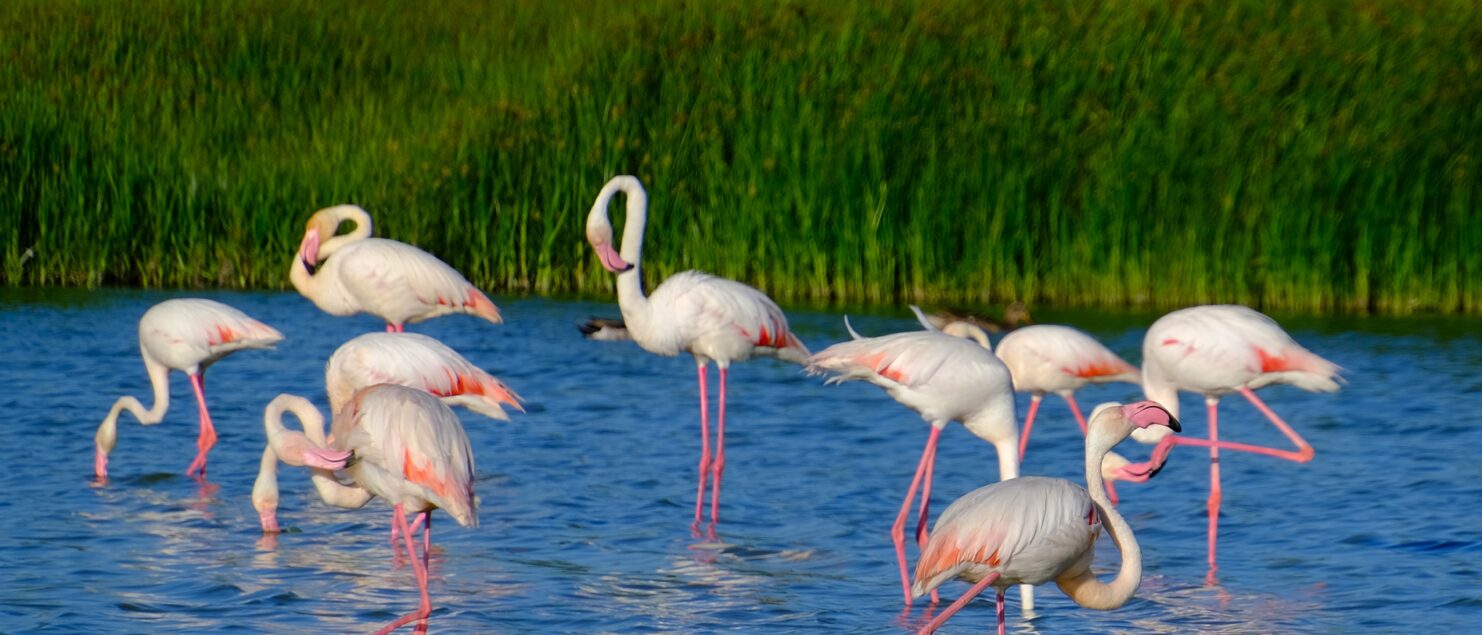 laguna fuente de piedra los flamencos