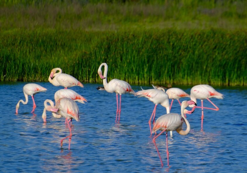 laguna fuente de piedra los flamencos