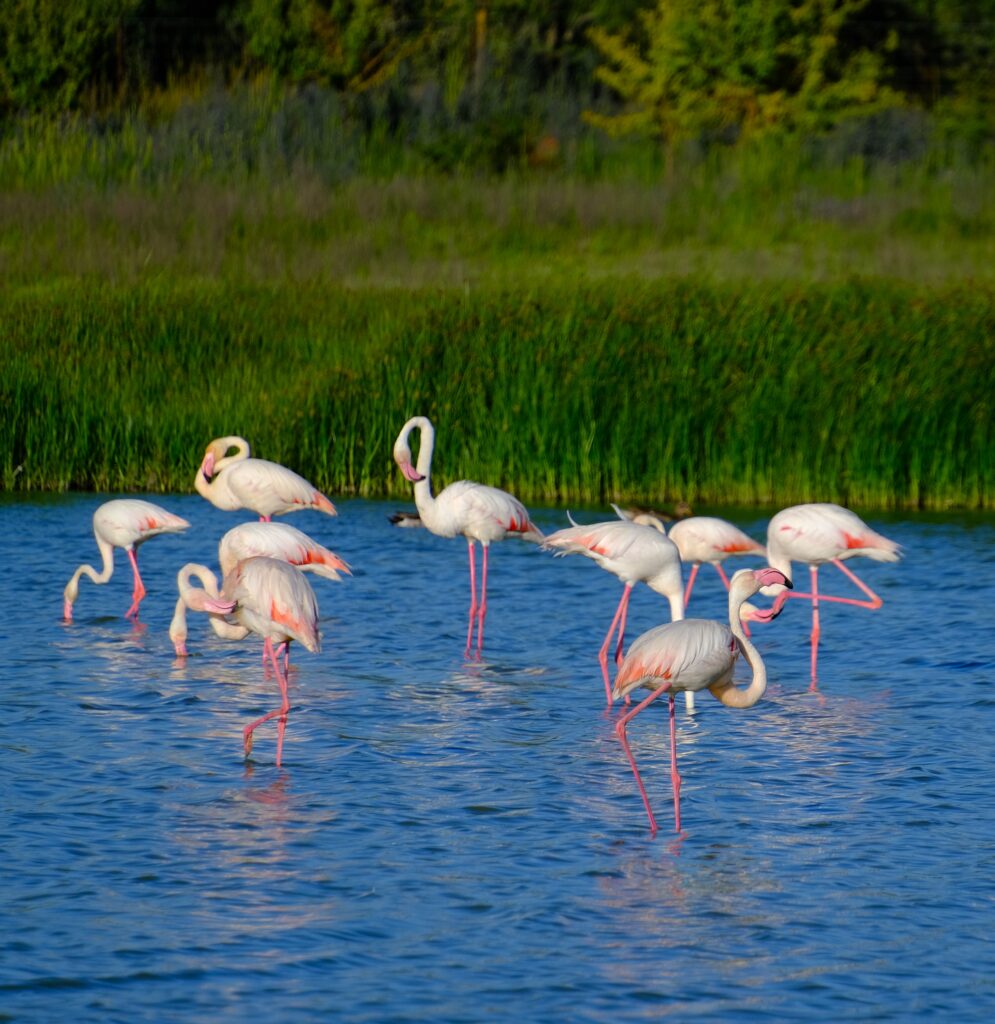laguna fuente de piedra los flamencos