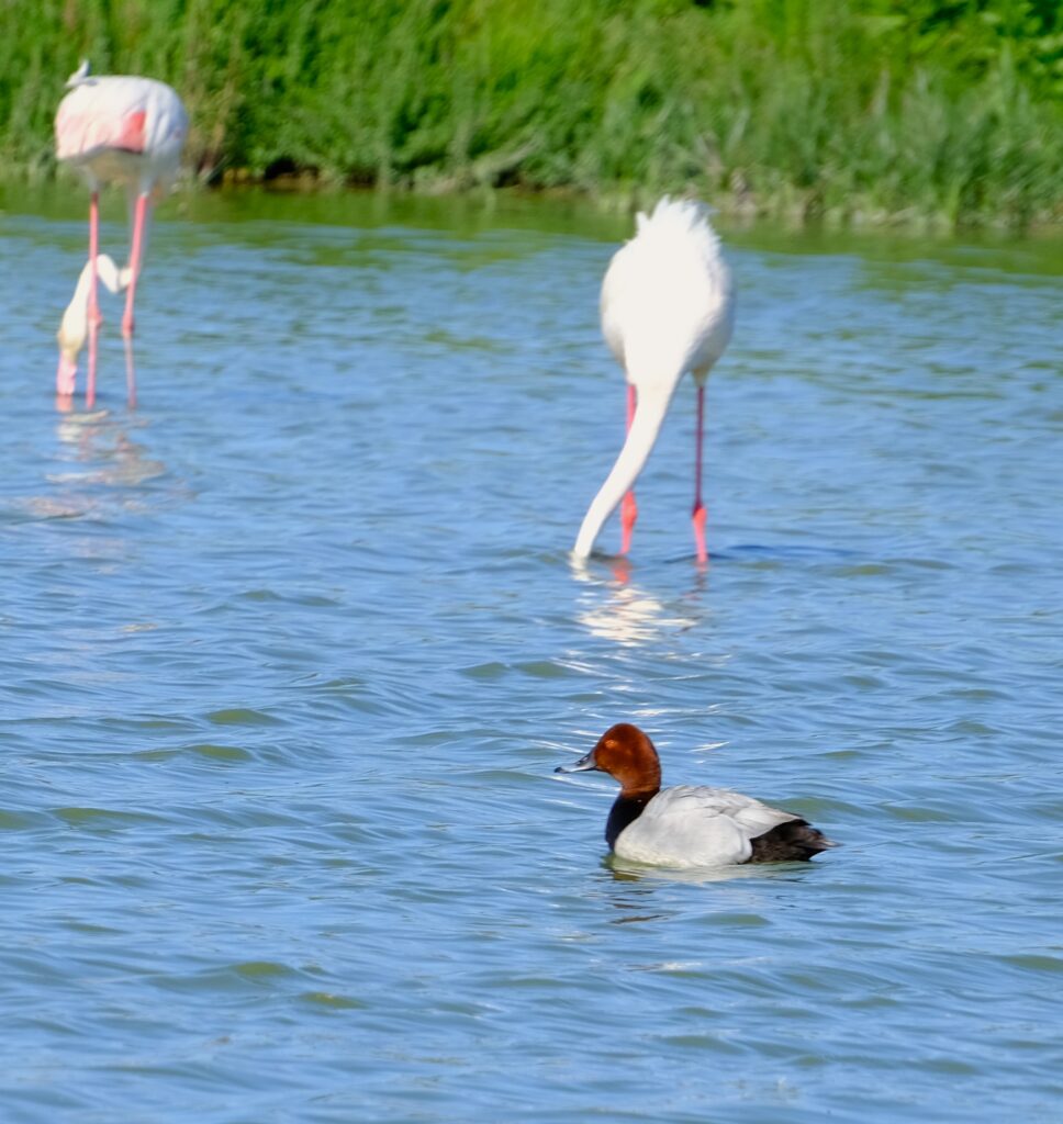 laguna fuente de piedra pato aves
