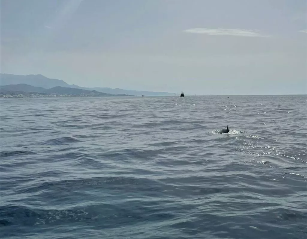 boat cruise to see dolphins from Nerja, Torrox and Torre del Mar
