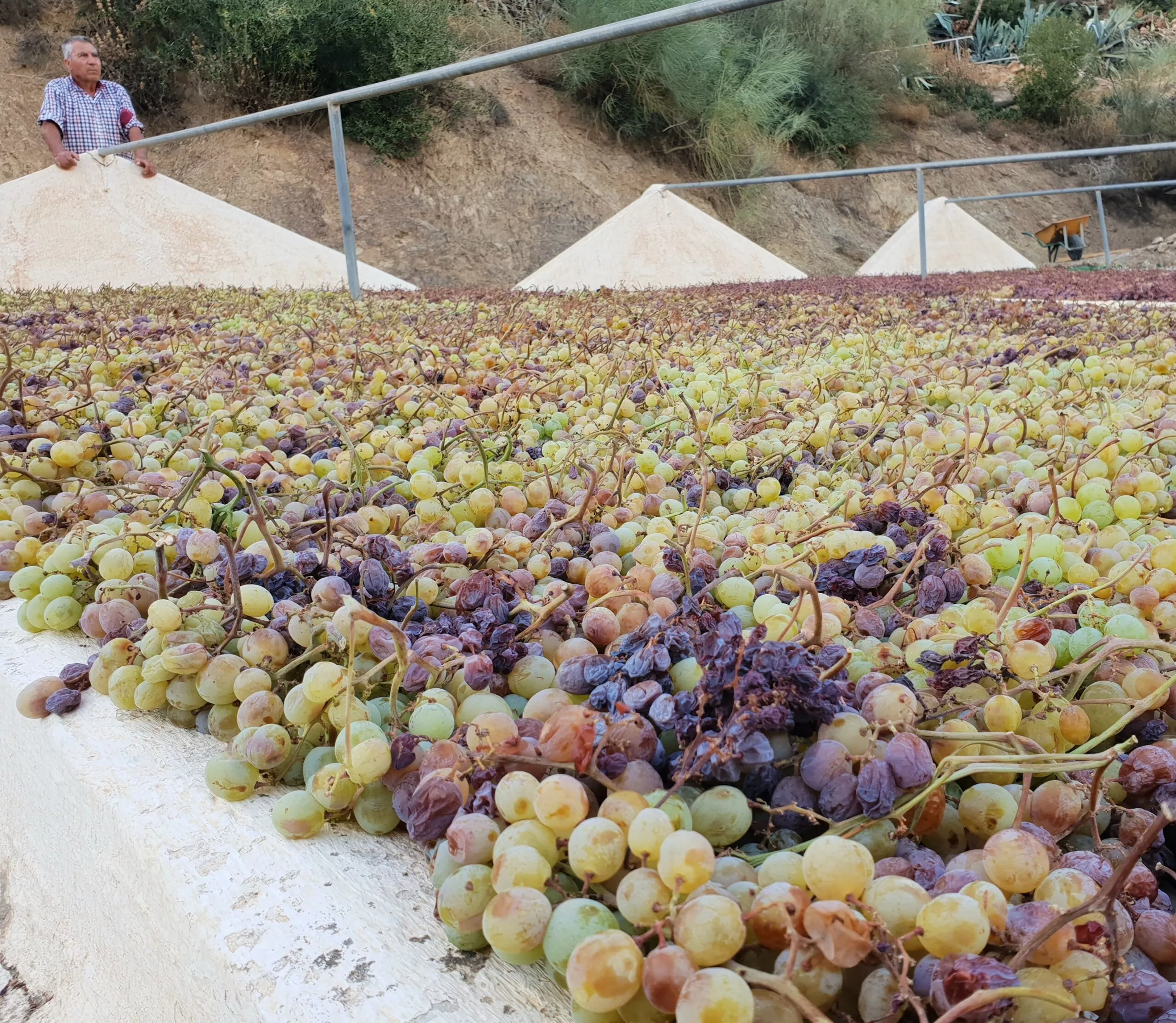 pasa-axarquia-muscatel-raisin