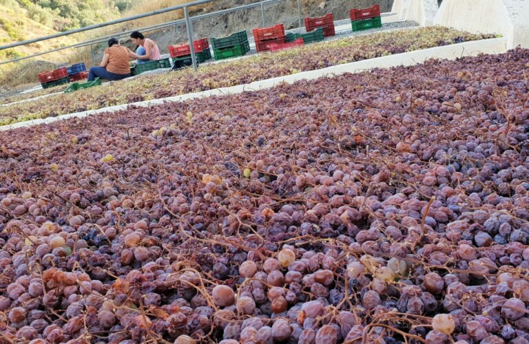 ruta de la pasa axarquia raisin muscat tour