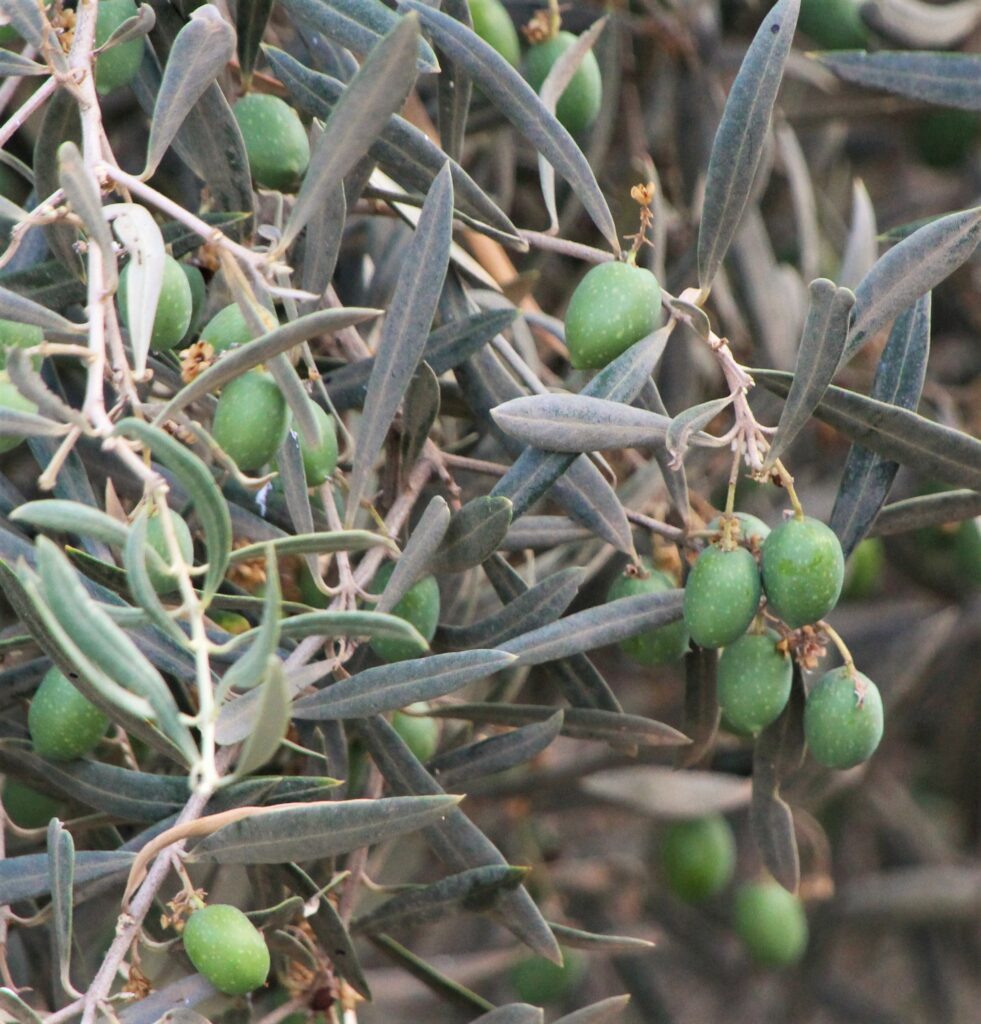 acebuchal olivier sauvage wild olive tree