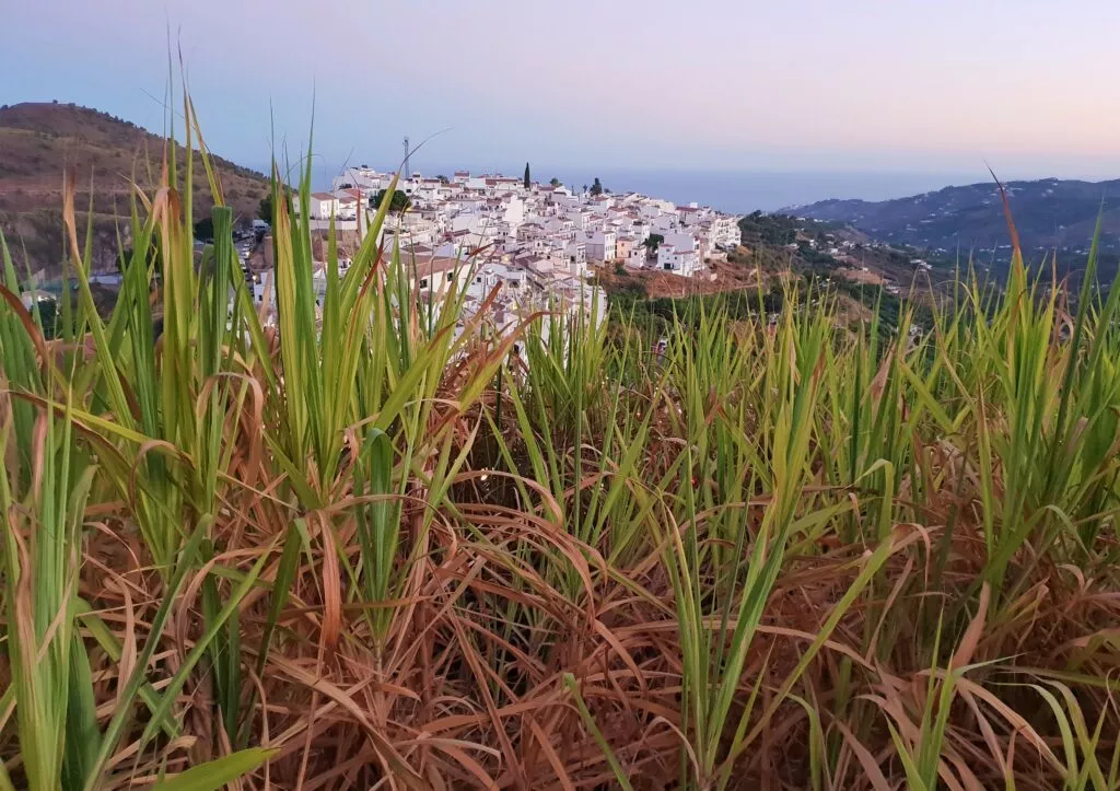 visit frigiliana first view sugar cane plantation