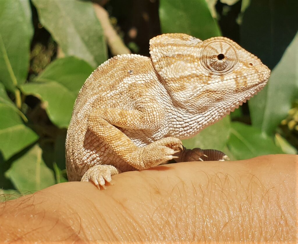 camaleon axarquia andalucia