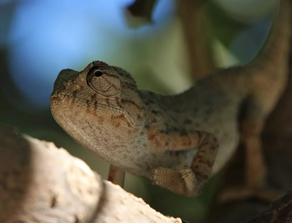 camaleon en axarquia andalucia Espana