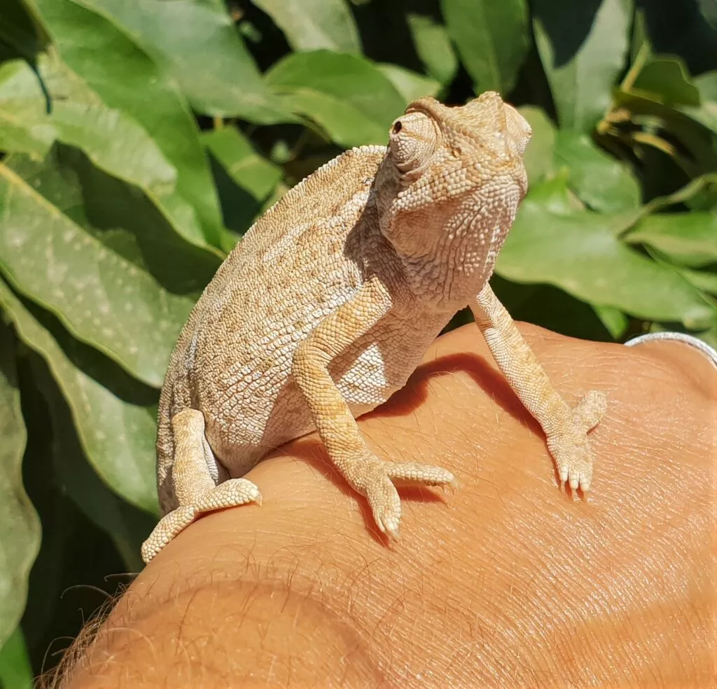 cameleon en andalousie en Espagne