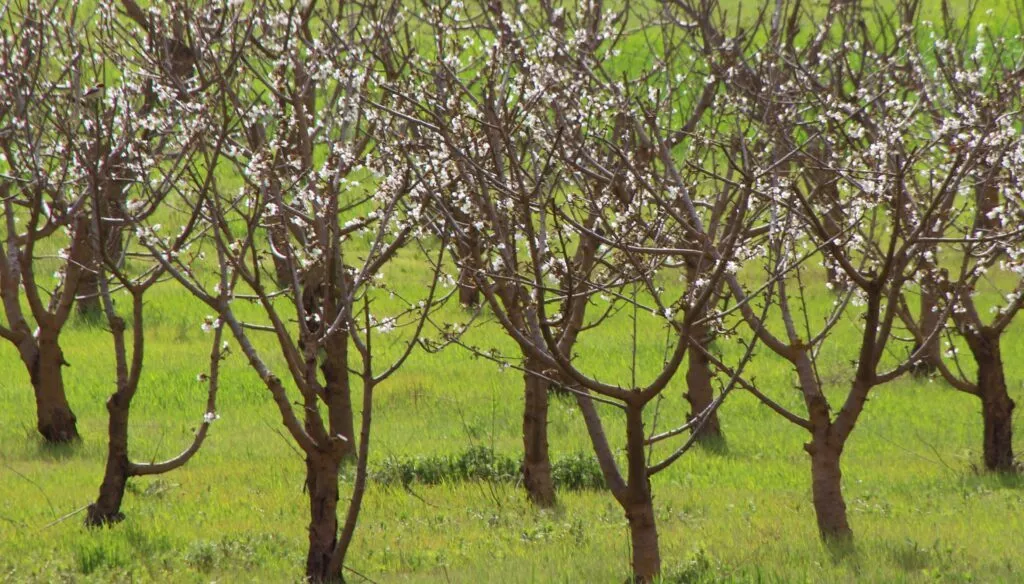 cerezas-de-alfarnate-campos