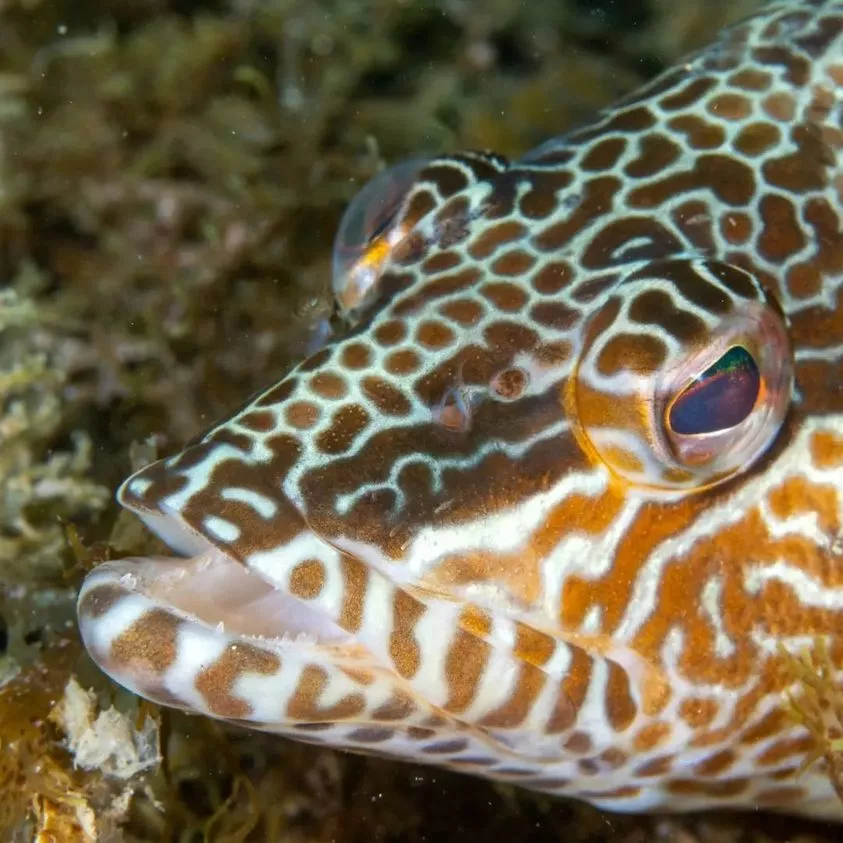 pic-while-diving-in-torrox-and-Nerja