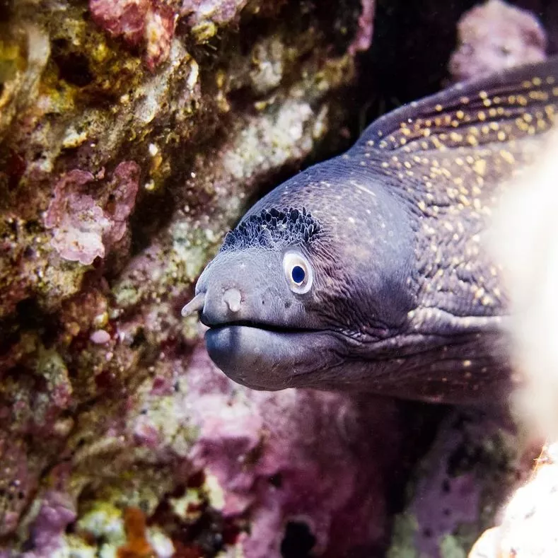 plongee-sous-marine-a-nerja-et-torrox-avec-une-murene