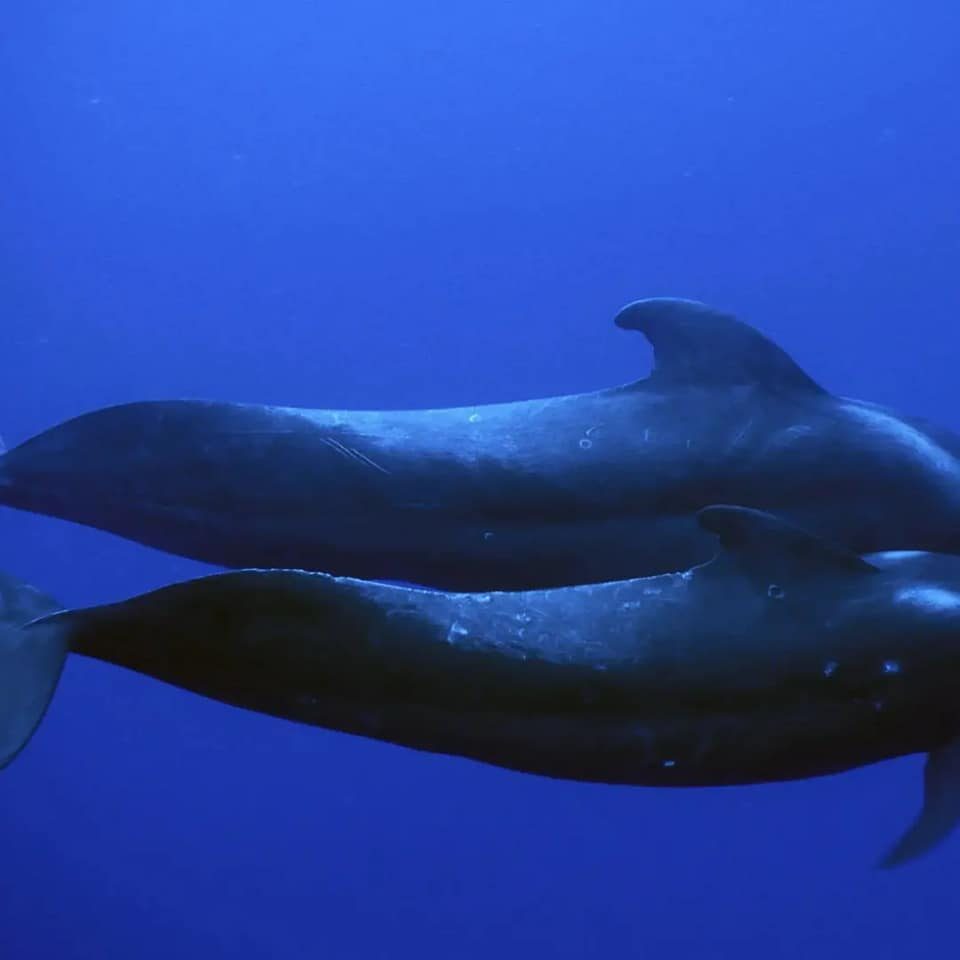 plongee-sous-marine-torrox-nerja-Baleine-pilote-a-longues-nageoires